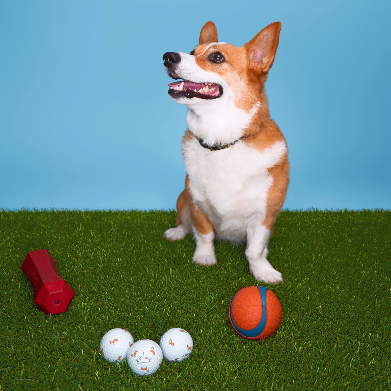 [온라인 단독] 크롬투어 트루비스 스몰독 에디션: 코기