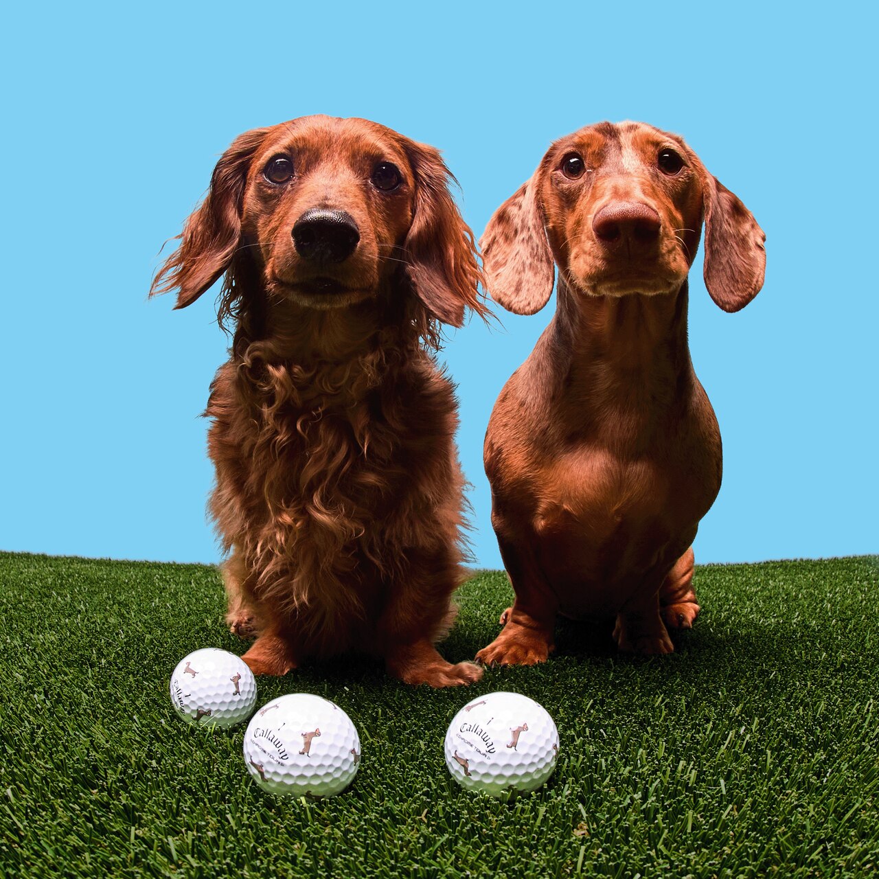 [온라인 단독] 크롬투어 트루비스 스몰독 에디션: 닥스훈트